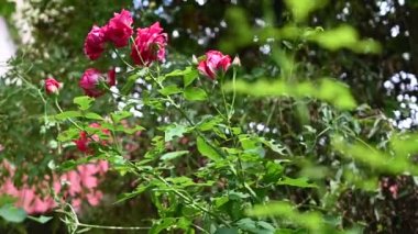 Güneşli bir günde bahçede büyüyen güzel güller 