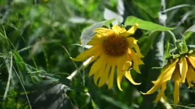 Güneşli bir günde bahçede büyüyen güzel çiçekler. 