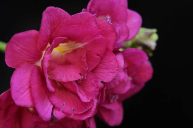 Koyu arkaplanda güzel çiçekler