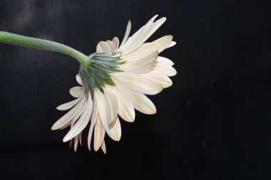 Koyu arkaplanda güzel çiçekler