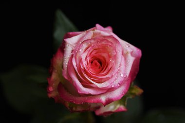 Koyu arkaplanda güzel bir gül, yaz konsepti, yakın görüş  