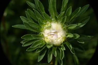 Güneşli yaz gününde bahçede yetişen güzel çiçekler. 