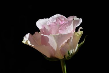 Koyu arkaplanda güzel bir gül, yaz konsepti, yakın görüş  