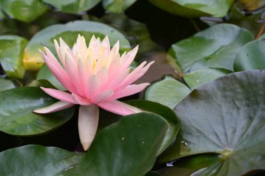 Güzel çiçek açan nilüfer çiçekleri yaz günü gölette büyür. 