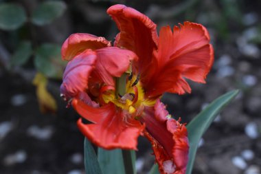 Güneşli yaz gününde bahçede yetişen güzel çiçekler. 