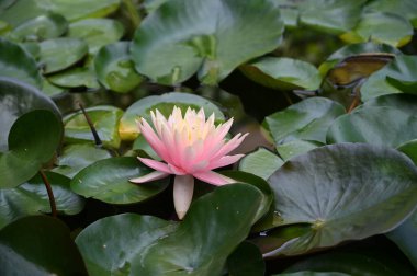 Güzel çiçek açan nilüfer çiçekleri yaz günü gölette büyür. 