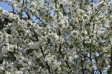 Güzel çiçekli elma ağacı dalları, yakın plan, bahar konsepti.  