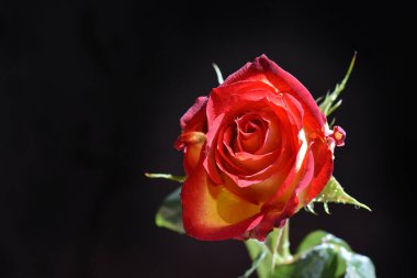 Koyu arkaplanda güzel bir gül, yaz konsepti, yakın görüş  