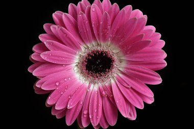 Karanlık arka planda güzel Gerbera çiçeği, yaz konsepti, yakın görüş  