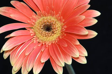 Koyu arkaplanda güzel çiçekler