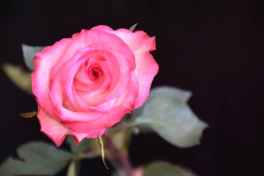 Koyu arkaplanda güzel bir gül, yaz konsepti, yakın görüş  