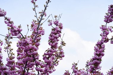 Güneşli yaz gününde bahçede yetişen güzel çiçekler. 