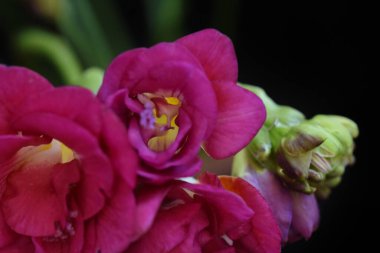 Güneşli yaz gününde bahçede yetişen güzel çiçekler. 