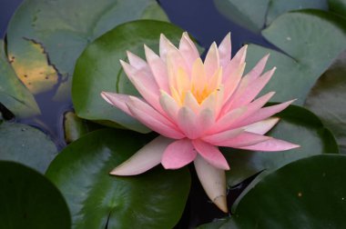 Güzel çiçek açan nilüfer çiçekleri yaz günü gölette büyür. 