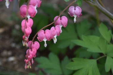 Güneşli yaz gününde bahçede yetişen güzel çiçekler. 
