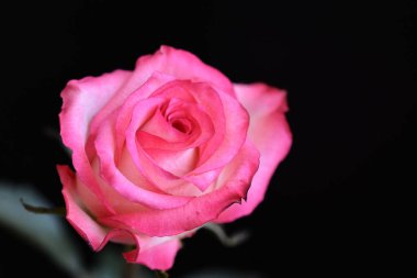 Koyu arkaplanda güzel bir gül, yaz konsepti, yakın görüş  