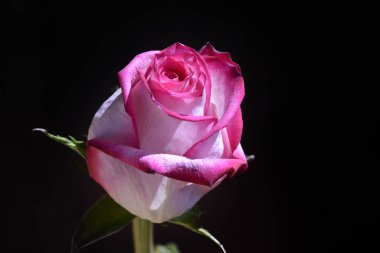 Koyu arkaplanda güzel bir gül, yaz konsepti, yakın görüş  