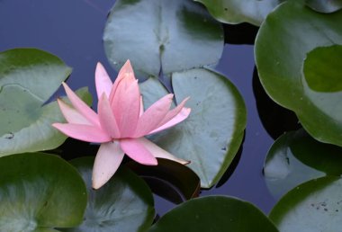 Güzel çiçek açan nilüfer çiçekleri yaz günü gölette büyür. 