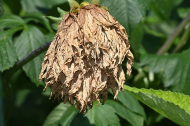 Güneşli yaz gününde bahçede yetişen güzel çiçekler. 
