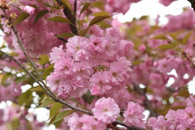 Pembe çiçekli kiraz ağacı dalları. Yakın plan, bahar konsepti.  
