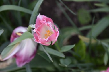 Güneşli yaz gününde bahçede yetişen güzel çiçekler. 