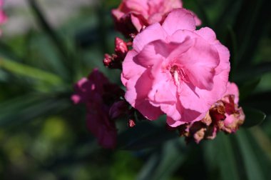 Güneşli yaz gününde bahçede yetişen güzel çiçekler. 