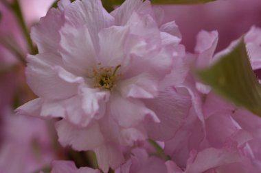Güneşli yaz gününde bahçede yetişen güzel çiçekler. 