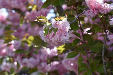 Güneşli yaz gününde bahçede yetişen güzel çiçekler. 