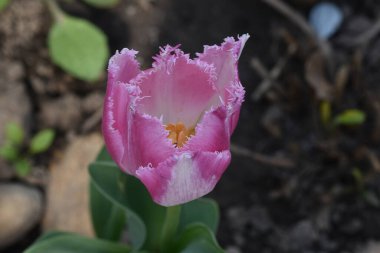 Güneşli yaz gününde bahçede yetişen güzel çiçekler. 