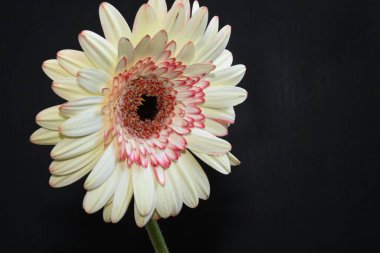 Güneşli yaz gününde bahçede yetişen güzel çiçekler. 