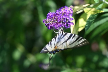 Güneşli yaz gününde bahçede yetişen güzel çiçekler. 
