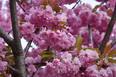 Güneşli yaz gününde bahçede yetişen güzel çiçekler. 