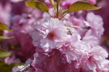 Güneşli yaz gününde bahçede yetişen güzel çiçekler. 