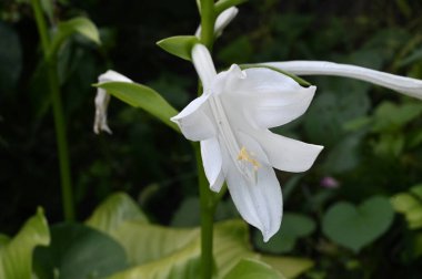 Güneşli yaz gününde bahçede yetişen güzel çiçekler. 