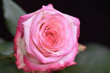 Koyu arkaplanda güzel bir gül, yaz konsepti, yakın görüş  