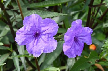 Güneşli yaz gününde bahçede yetişen güzel çiçekler. 