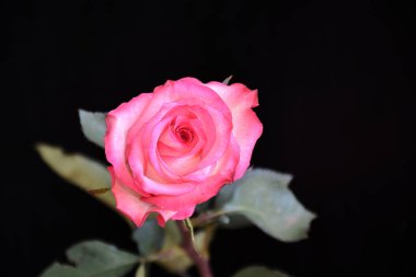 Koyu arkaplanda güzel bir gül, yaz konsepti, yakın görüş  