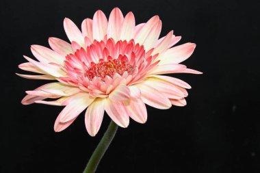 Koyu arkaplanda güzel çiçekler