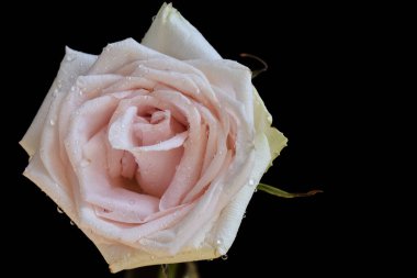 Koyu arkaplanda güzel bir gül, yaz konsepti, yakın görüş  