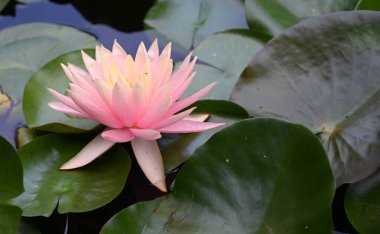 Güzel çiçek açan nilüfer çiçekleri yaz günü gölette büyür. 