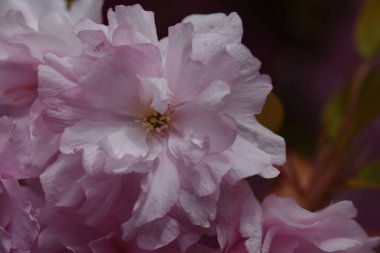 Güneşli yaz gününde bahçede yetişen güzel çiçekler. 