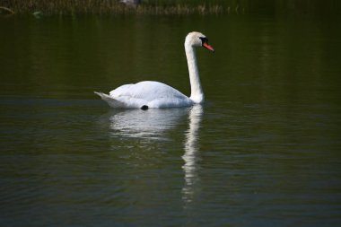 Yaz günü göl suyunda yüzen güzel bir kuğu. 