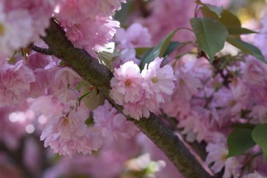 Güneşli yaz gününde bahçede yetişen güzel çiçekler. 
