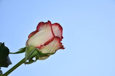 Gökyüzü arka planında güzel bir gül, yaz konsepti, yakın manzara  