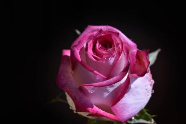 Koyu arkaplanda güzel bir gül, yaz konsepti, yakın görüş  