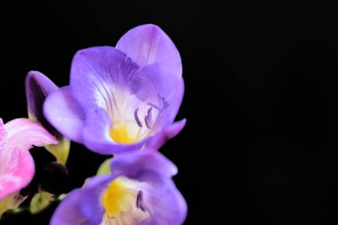 Koyu arkaplanda güzel çiçekler, yaz konsepti, yakın manzara  