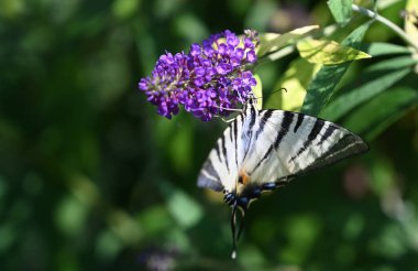 Güneşli yaz gününde bahçede yetişen güzel çiçekler. 