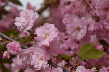 Güneşli yaz gününde bahçede yetişen güzel çiçekler. 