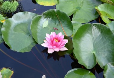 Güzel çiçek açan nilüfer çiçekleri yaz günü gölette büyür. 