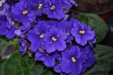 Güneşli yaz gününde bahçede yetişen güzel çiçekler. 